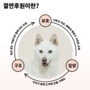 동물 관련 봉사활동은 하고 싶은데... 찾기가 어렵다구요? 이리 오세요💖 동물자유연대 온센터 봉사 후기🐱🐶🌷