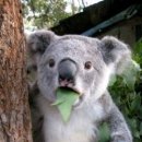 숨어있는족발 이미지