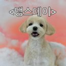 댕이 데이 | 강원도 강릉 타임케어/데이케어 댕스데이 리얼후기:)