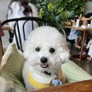 달중이네쉬멍 민박 | [애견동반여행] 마요와 함께하는 제주여행 - 첫째날