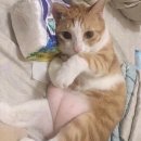 통통쭈꾸미 - 성남시 수정구 산성대로 513 | 울산쭈꾸미 울산남목밥집 울산쭈꾸미맛집 통통쭈꾸미 후기