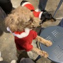 도기온 (doggyon) 이미지
