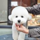 메종VIP203 이미지