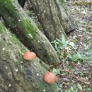 영실농장 이미지