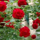 동상초등학교 이미지