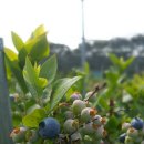 주전블루베리 이미지