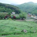 하조 산달뱅이 마을 Daum카페
