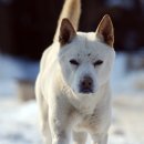 진도개 사랑 이미지