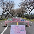 서부분회 | 애월읍 왕벚꽃 축제 후기. 2024. 실시간 제주 벚꽃 명소 개화 현황. 장전리 벚꽃축제. 제주도 행사 리뷰.