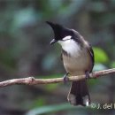 붉은수염 이미지