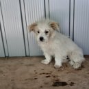 부적2리 이미지