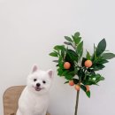 송댕송댕 이미지