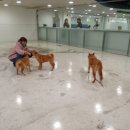 구리동물보호센터 이미지