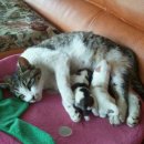 강쥐세상 이미지