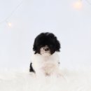 송현동 강아지 이미지