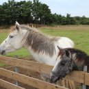 유인목장 이미지