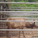 사슴농장 이미지