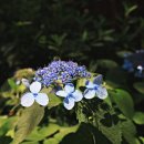 대청 계곡길 이미지