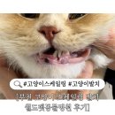 부천종합동물병원 | 부천 고양이 스케일링 발치 월드펫동물병원 후기(x-ray, ct 찍었어요)
