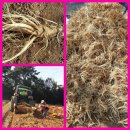 진홍농장 이미지