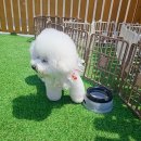 오구오구퍼피 해운대 네이버블로그