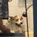 폼나고폼나개 이미지