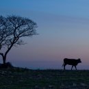 선양목장 이미지