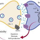 아미노산 신경전달물질 &#39;글루탐산&#39; 흥분성 신경독성 탐구!! 이미지