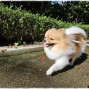 애견은 내친구 이미지