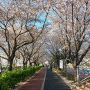 낙동강자전거길7 | 부산 사상 낙동강 벚꽃길. 봄날 기대 없이 만난 뜻밖의 선물.