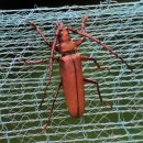남한산성 곤충 이미지