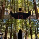 주천면-10(미다리 보보스캇) | 강원도영월 애견동반 메타세콰이어숲 캠핑장 [보보스캇 캠핑장]c28 여행(9/20-22) 상세후기ㅣ예약꿀팁ㅣ...