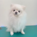 포시즌 동물병원 이미지