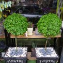 강릉원예사 이미지