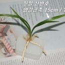 진주대평우체국 Daum카페