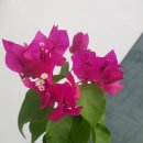 구평동-9 이미지