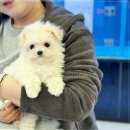 아이러브마이독 | 대구 대곡동 강아지분양 아이러브독 대구점 후기 남겨봅니다