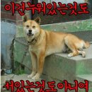 기타렐레(우쿨렐레) 이미지