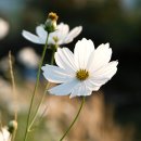 정메디케어 이미지