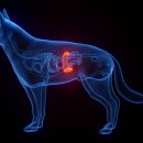 박순석동물메디컬센터 이미지