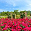 4호선 반여농산물시장역 | 해운대 수목원 장미 축제 장미원 지도 주차 양떼 동물원 후기