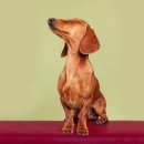 우아한강아지 이미지