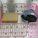 허동물병원 이미지