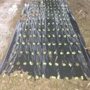 국대농장 이미지