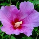 아버님 "트로트 메들리. mp3" 다운받지 마세요. 이미지