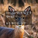 고라니 혹은 사슴 네이버블로그