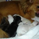 치와와 둥지 이미지