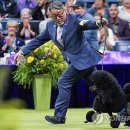 Show Dog 이미지