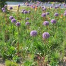 뚝섬한강공원-23 이미지