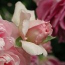 Pink House 이미지